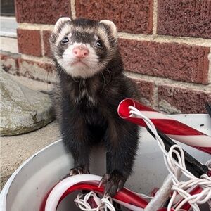 Meet your Posher, belle